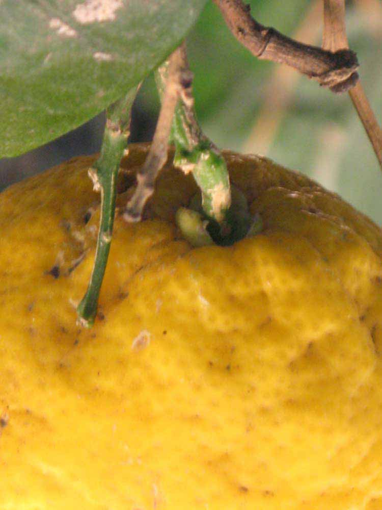            Fruit (Riverside, CA)   